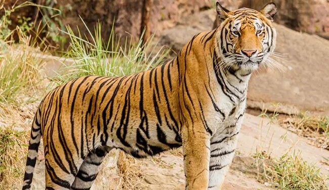 केरल में हत्यारे बाघ का पता लगाने के लिए ड्रोन का इस्तेमाल कर रहे हैं वन अधिकारी