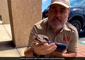 Zoo Keeper Flaunts Giant Rainbow-Coloured Python, Calls It His Friend Watch Viral Video – इंद्रधुषीय रंगों वाले अजगर को गोद में लेकर बैठा था शख्स, गले लगाकर बोला