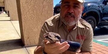 Zoo Keeper Flaunts Giant Rainbow-Coloured Python, Calls It His Friend Watch Viral Video – इंद्रधुषीय रंगों वाले अजगर को गोद में लेकर बैठा था शख्स, गले लगाकर बोला