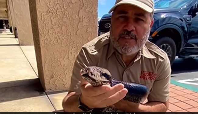 Zoo Keeper Flaunts Giant Rainbow-Coloured Python, Calls It His Friend Watch Viral Video – इंद्रधुषीय रंगों वाले अजगर को गोद में लेकर बैठा था शख्स, गले लगाकर बोला
