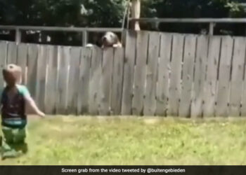 Little Boy Plays Fetch With Neighbour Dog Internet Says Coolest Thing On Internet Today Watch Cute Video – बच्चा पड़ोसी के कुत्ते के साथ खेल रहा था बॉल, Video ने जीता लोगों का दिल, बोले