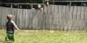 Little Boy Plays Fetch With Neighbour Dog Internet Says Coolest Thing On Internet Today Watch Cute Video – बच्चा पड़ोसी के कुत्ते के साथ खेल रहा था बॉल, Video ने जीता लोगों का दिल, बोले