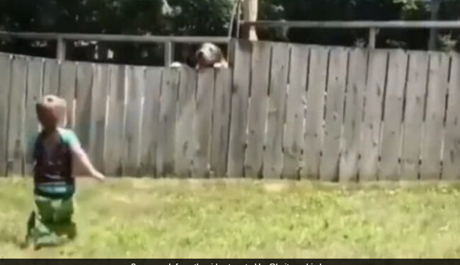 Little Boy Plays Fetch With Neighbour Dog Internet Says Coolest Thing On Internet Today Watch Cute Video – बच्चा पड़ोसी के कुत्ते के साथ खेल रहा था बॉल, Video ने जीता लोगों का दिल, बोले