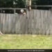 Little Boy Plays Fetch With Neighbour Dog Internet Says Coolest Thing On Internet Today Watch Cute Video – बच्चा पड़ोसी के कुत्ते के साथ खेल रहा था बॉल, Video ने जीता लोगों का दिल, बोले