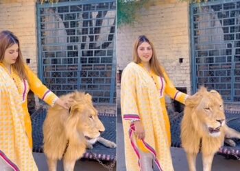 Sher Ka Trending Video: Woman Plays With Lions Like Toys Photoshoot With Wild Animal Viral Video
