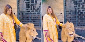 Sher Ka Trending Video: Woman Plays With Lions Like Toys Photoshoot With Wild Animal Viral Video