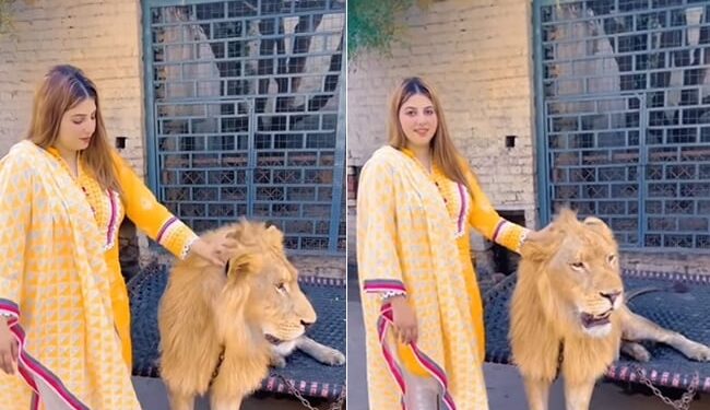 Sher Ka Trending Video: Woman Plays With Lions Like Toys Photoshoot With Wild Animal Viral Video