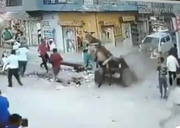 The Donkeys Life Was Saved Due To The Seat Belt, Otherwise The Car Driver Had Killed Him, See The Viral Video