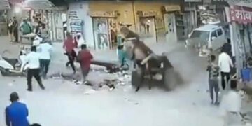 The Donkeys Life Was Saved Due To The Seat Belt, Otherwise The Car Driver Had Killed Him, See The Viral Video