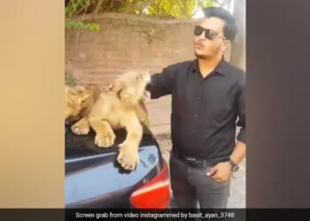 The Person Was Loving The Cubs, Then He Became Uncontrollable, People Explained – He Is A Lion, Not A Dog! – शावकों को प्यार कर रहा था शख्स, तभी वो हो गया बेकाबू, लोगों ने समझाया