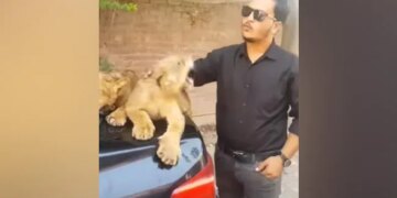 The Person Was Loving The Cubs, Then He Became Uncontrollable, People Explained – He Is A Lion, Not A Dog! – शावकों को प्यार कर रहा था शख्स, तभी वो हो गया बेकाबू, लोगों ने समझाया