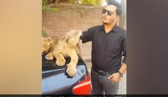 The Person Was Loving The Cubs, Then He Became Uncontrollable, People Explained – He Is A Lion, Not A Dog! – शावकों को प्यार कर रहा था शख्स, तभी वो हो गया बेकाबू, लोगों ने समझाया