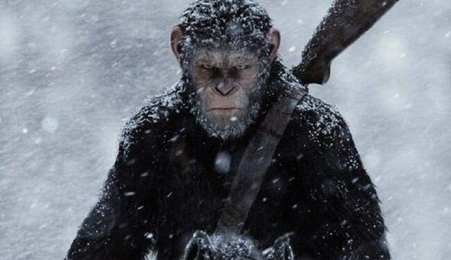 Like Humans, Monkeys Are Also Developing, Leaving The Forest And Living On The Land.