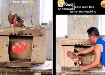 A True Love Story: When A Man Locked The Chicken In A Cage, The Chicken Freed Him Without Fear