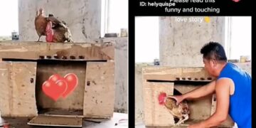 A True Love Story: When A Man Locked The Chicken In A Cage, The Chicken Freed Him Without Fear