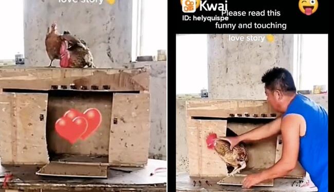 A True Love Story: When A Man Locked The Chicken In A Cage, The Chicken Freed Him Without Fear