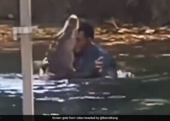 Man Dancing With Crocodile In Pond Old Video Goes Viral – मगरमच्छ को गले से लगाकर डांस कर रहा था शख्स, किसी ने बना लिया Video, लोग बोले