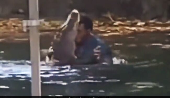 Man Dancing With Crocodile In Pond Old Video Goes Viral – मगरमच्छ को गले से लगाकर डांस कर रहा था शख्स, किसी ने बना लिया Video, लोग बोले