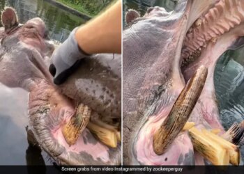 Man Put Hand Inside Mouth Of Hippo Animal Got Angry Then What Happened You Cant Even Imagine See Viral Video
