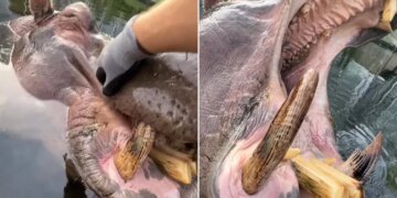 Man Put Hand Inside Mouth Of Hippo Animal Got Angry Then What Happened You Cant Even Imagine See Viral Video