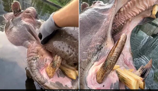 Man Put Hand Inside Mouth Of Hippo Animal Got Angry Then What Happened You Cant Even Imagine See Viral Video