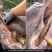 Man Put Hand Inside Mouth Of Hippo Animal Got Angry Then What Happened You Cant Even Imagine See Viral Video