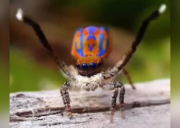 Amazing Spider Video: When The Spider Was Seen Dancing With Colorful Wings People Said Peacock Spider