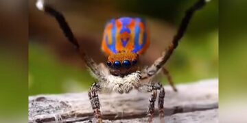 Amazing Spider Video: When The Spider Was Seen Dancing With Colorful Wings People Said Peacock Spider