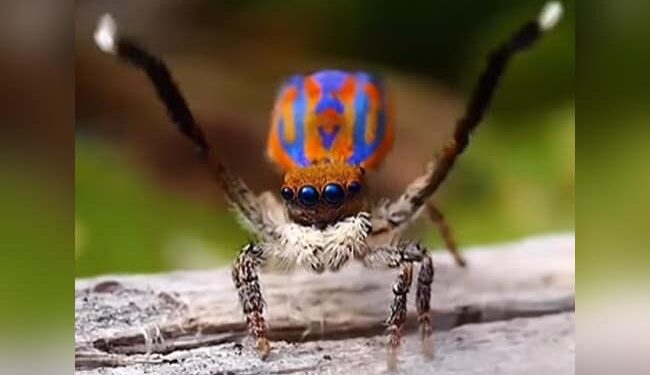 Amazing Spider Video: When The Spider Was Seen Dancing With Colorful Wings People Said Peacock Spider