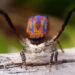 Amazing Spider Video: When The Spider Was Seen Dancing With Colorful Wings People Said Peacock Spider