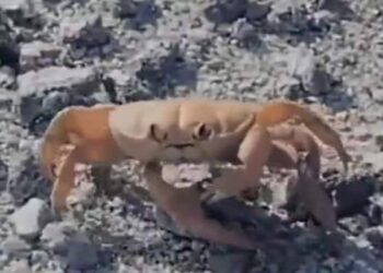 Watch: Crab Seen Throwing Himself By Cutting His Own Hand Video Viral On Social Media