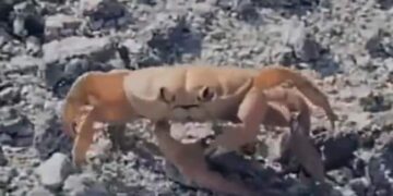 Watch: Crab Seen Throwing Himself By Cutting His Own Hand Video Viral On Social Media