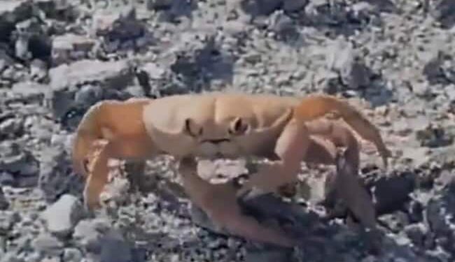 Watch: Crab Seen Throwing Himself By Cutting His Own Hand Video Viral On Social Media