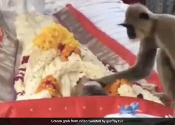 The Person Who Fed The Langur Died, Went To The Bier To Wake Him Up, This Video Will Make Him Cry