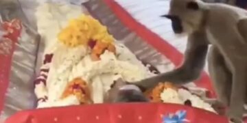 The Person Who Fed The Langur Died, Went To The Bier To Wake Him Up, This Video Will Make Him Cry