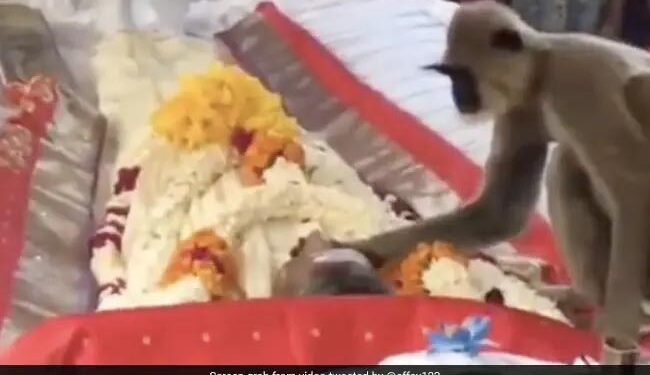 The Person Who Fed The Langur Died, Went To The Bier To Wake Him Up, This Video Will Make Him Cry