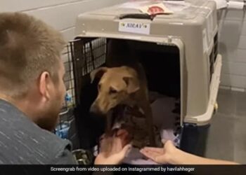 Nirav Got A New Home, This Canadian Family Is Happy To Bring It From India, The Video Is Going Viral