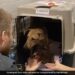 Nirav Got A New Home, This Canadian Family Is Happy To Bring It From India, The Video Is Going Viral