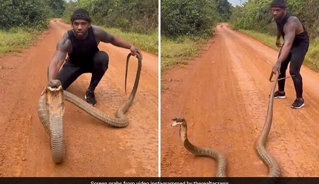 ख़तरनाक कोबरा को पकड़ने की कोशिश कर रहा था शख्स, गुस्साकर हवा में उछल गया और फिर…