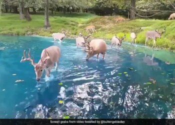 WATCH: Video Of A Herd Of Deer Enjoying The Clear Water At A Switzerland Lake