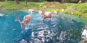 WATCH: Video Of A Herd Of Deer Enjoying The Clear Water At A Switzerland Lake