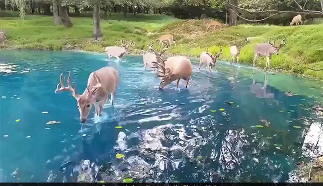 WATCH: Video Of A Herd Of Deer Enjoying The Clear Water At A Switzerland Lake