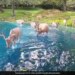WATCH: Video Of A Herd Of Deer Enjoying The Clear Water At A Switzerland Lake