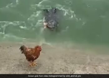 Crocodile Attack On Rooster But Caught Duck Then What Happen Next In Viral Video