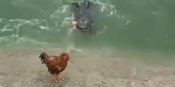 Crocodile Attack On Rooster But Caught Duck Then What Happen Next In Viral Video