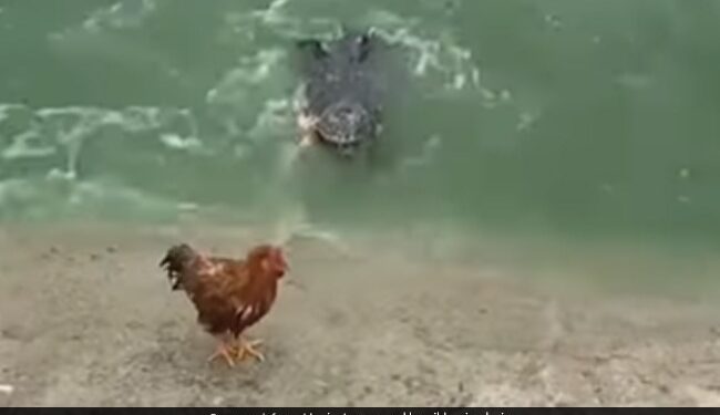 Crocodile Attack On Rooster But Caught Duck Then What Happen Next In Viral Video