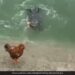 Crocodile Attack On Rooster But Caught Duck Then What Happen Next In Viral Video