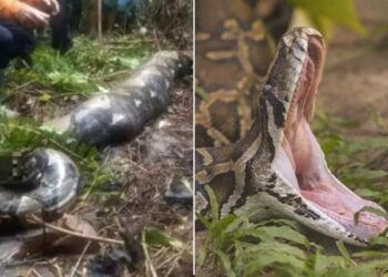 Python Ate Grandmother Alive: 54 Year Old Woman In Indonesia Was Eaten Alive By A 22 Foot Python