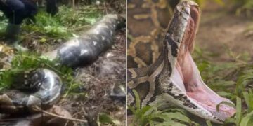 Python Ate Grandmother Alive: 54 Year Old Woman In Indonesia Was Eaten Alive By A 22 Foot Python
