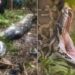 Python Ate Grandmother Alive: 54 Year Old Woman In Indonesia Was Eaten Alive By A 22 Foot Python